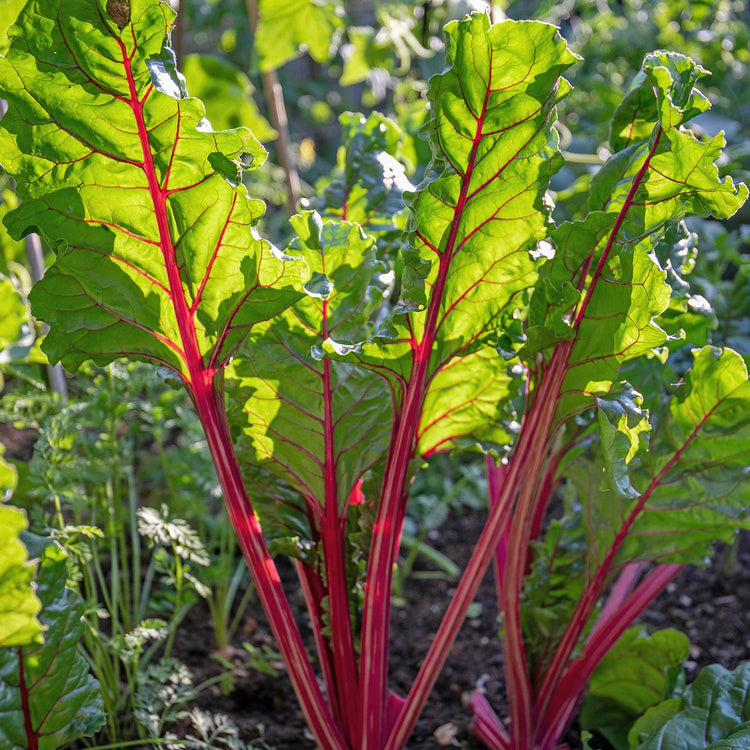 Swiss Chard Seeds 'Galaxy'