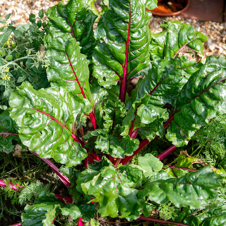 Swiss Chard Seeds 'Galaxy'