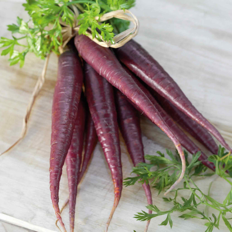 Carrot Seeds 'Purple Sun'