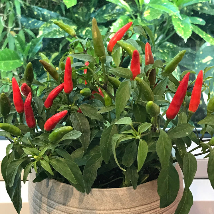 Chilli Pepper Seeds 'Quickfire'