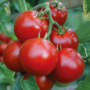 Tomato Seeds Salad 'Pannovy' F1