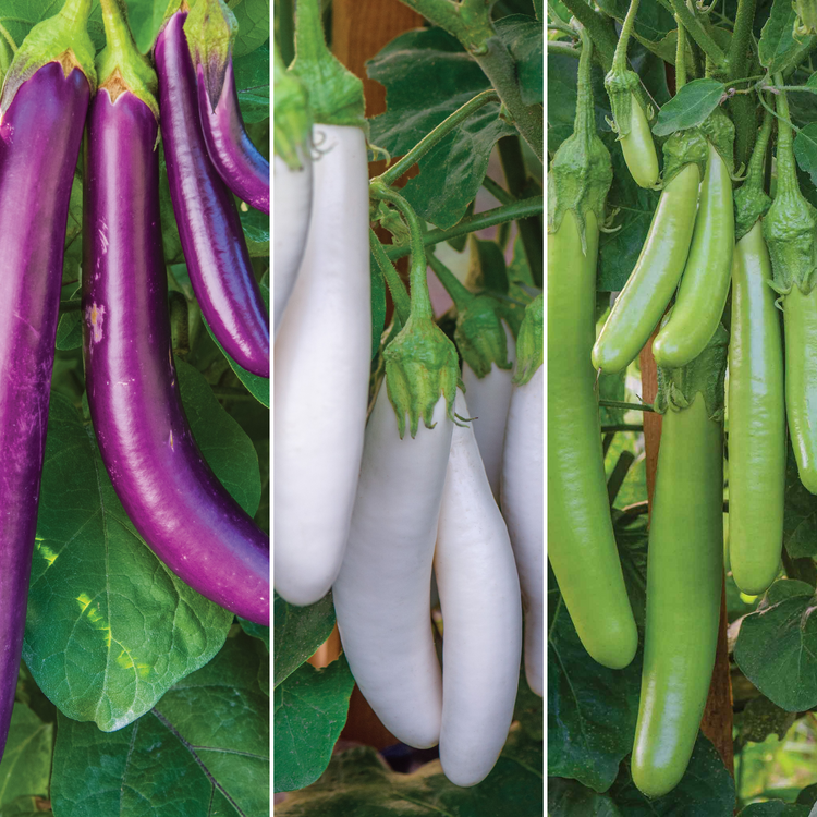 Aubergine Seeds 'Knight Trio Mix'