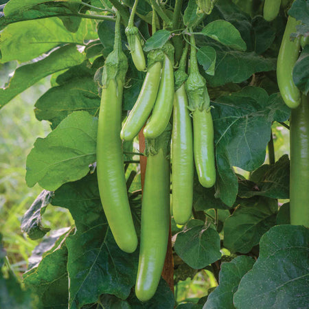 Aubergine Seeds 'Knight Trio Mix'