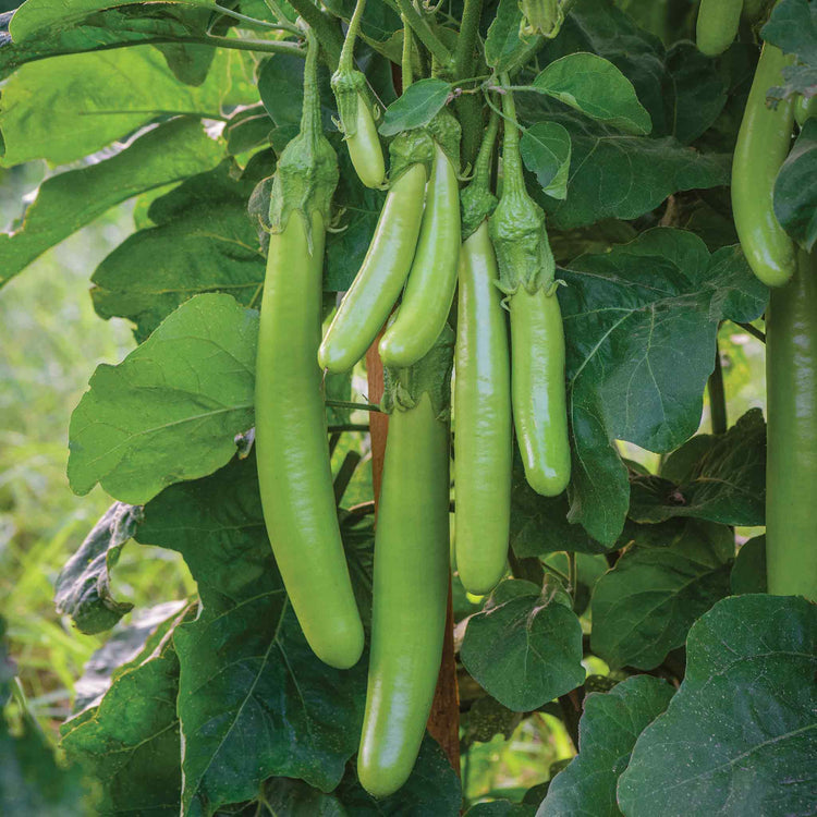 Aubergine Seeds 'Knight Trio Mix'