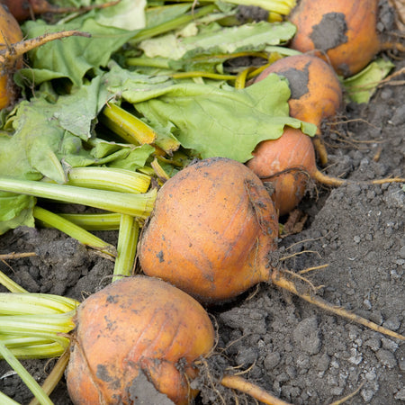 Beetroot Seeds 'Boldor' F1