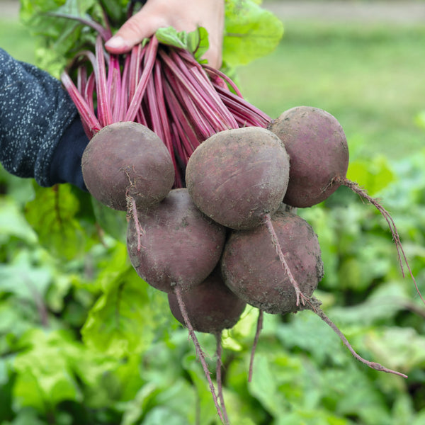 Beetroot Seeds 'Subeto' F1