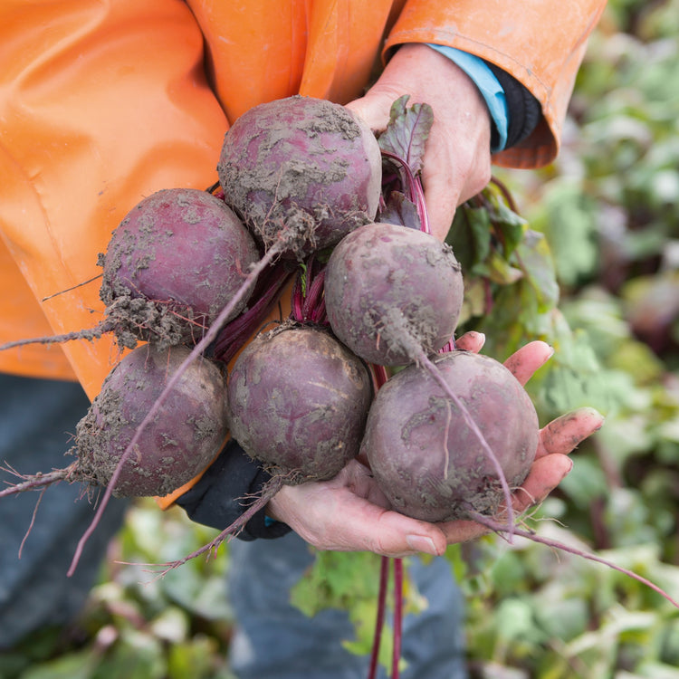 Beetroot Seeds 'Subeto' F1