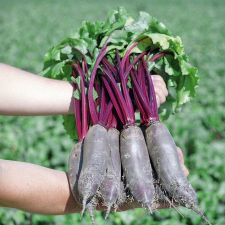 Beetroot Seeds 'Taunus' F1