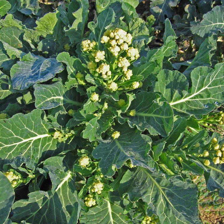 Broccoli Seeds 'Burbank' F1