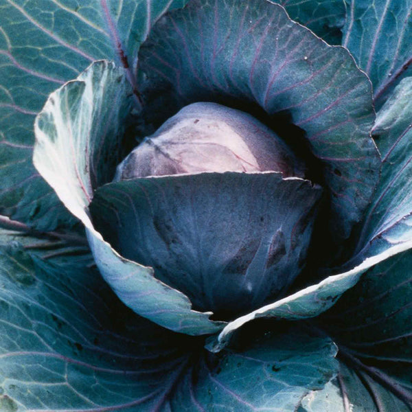 Cabbage Seeds 'Red Sky' F1