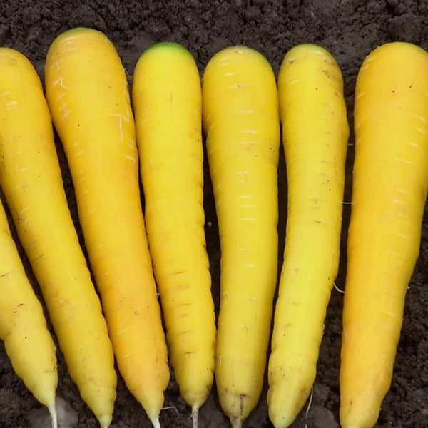 Carrot Seeds 'Gold Nugget' F1