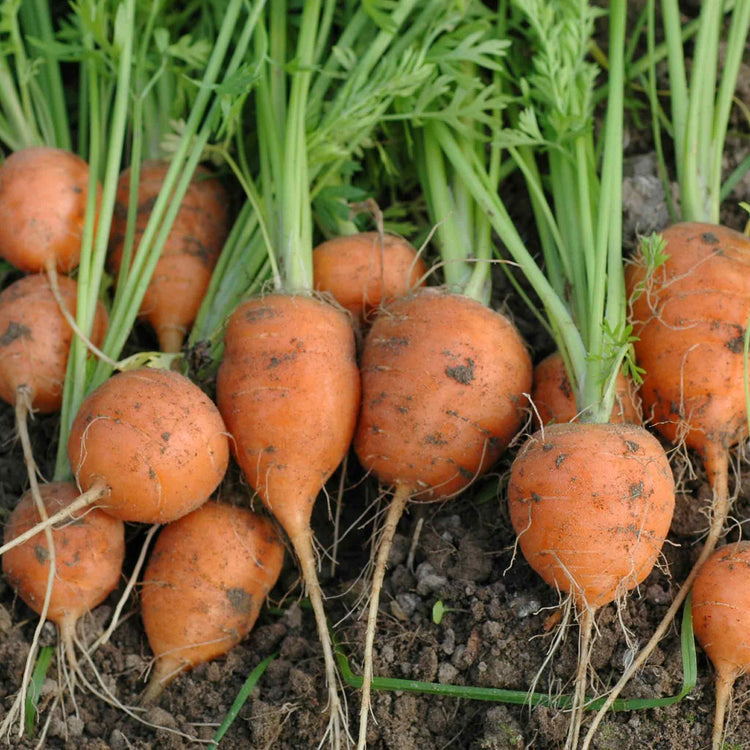 Carrot Seeds 'Market 5 Atlas'