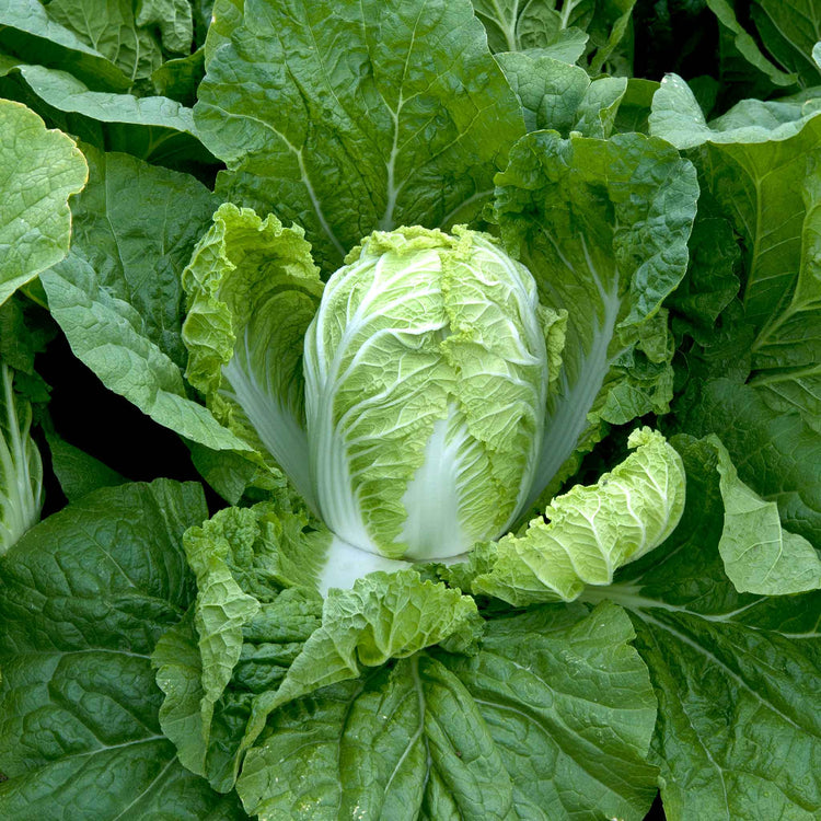 Chinese Cabbage Seeds 'Questar' F1