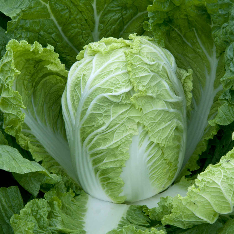 Chinese Cabbage Seeds 'Questar' F1