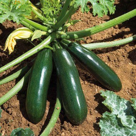 Courgette Seeds 'El Greco' F1