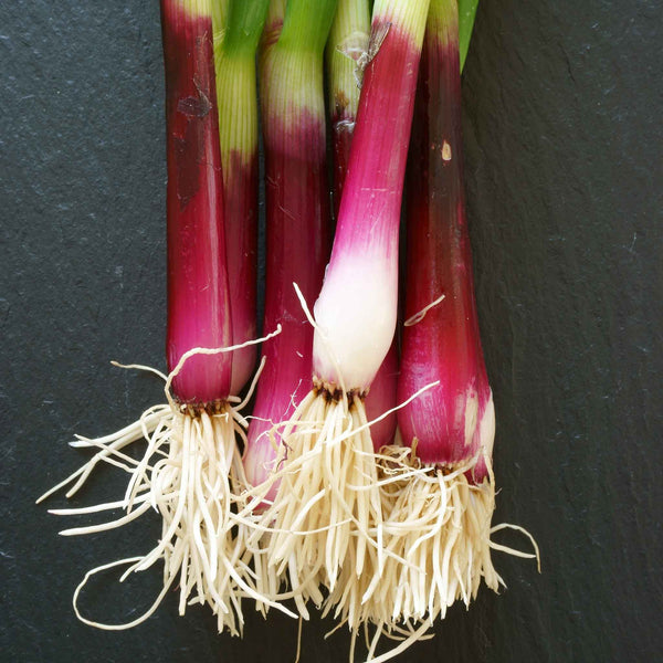 Spring Onion Seeds 'Apache'