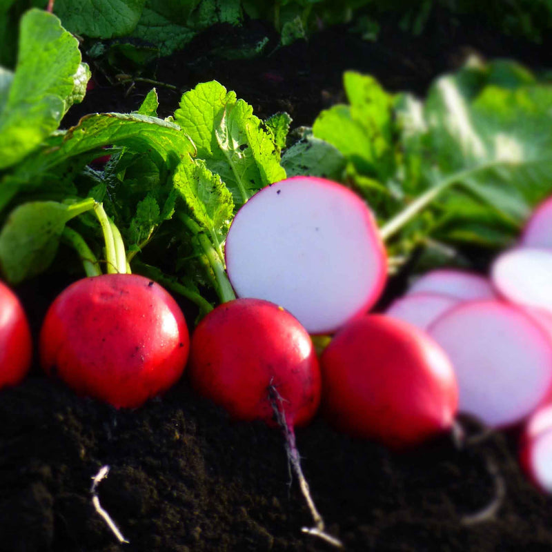 Radish Seeds 'Donato' F1