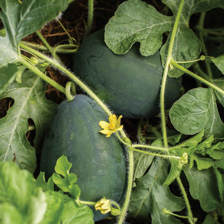 Watermelon Seeds 'Little Darling F1'