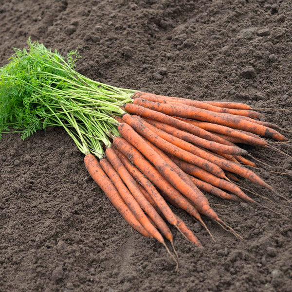 Carrot Seeds 'Pittsburgh'