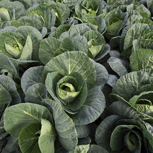 Cabbage Seeds 'Verve' F1