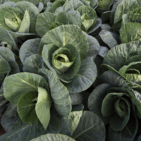 Cabbage Seeds 'Spring Greens Verve F1'