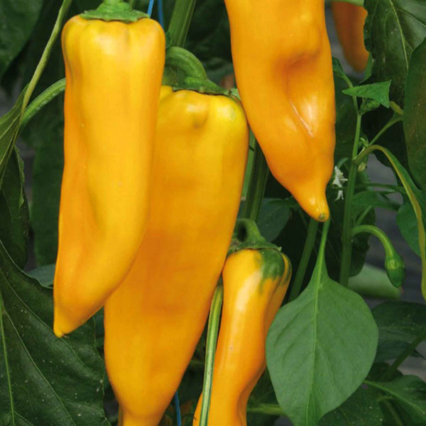 Pepper Seeds 'Sweet Palladio' F1