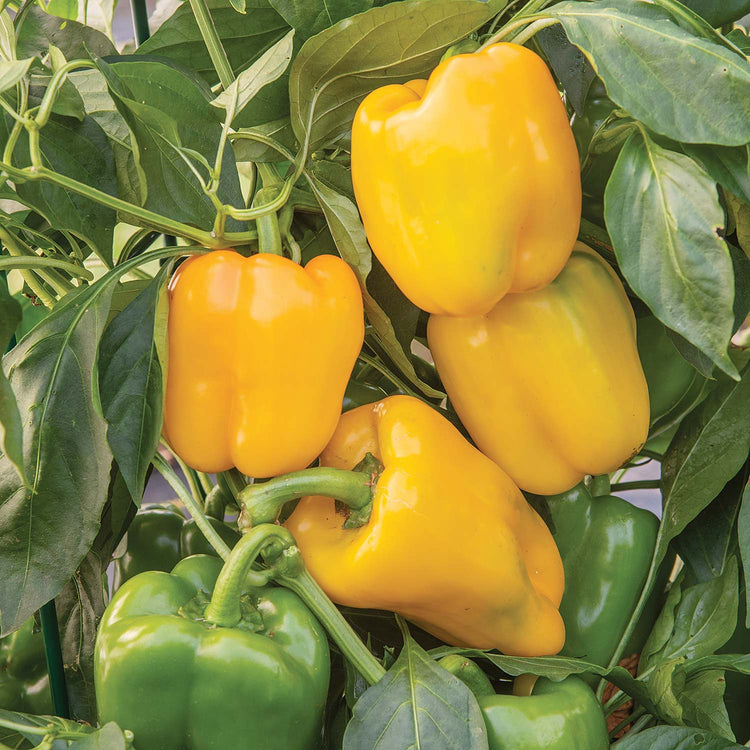 Pepper Seeds 'Sweet Afterglow'