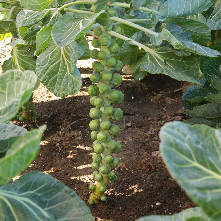 Brussels Sprout Seeds 'Cobelius' F1