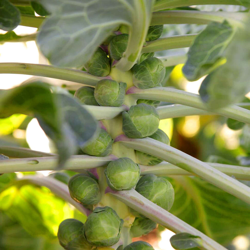 Brussels Sprout Seeds 'Cobelius' F1