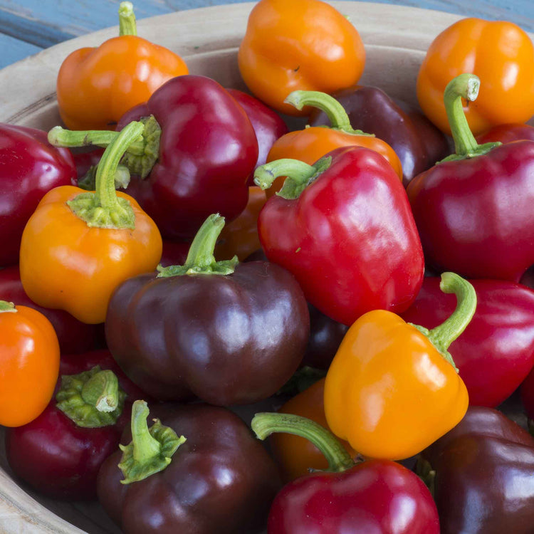 Pepper Seeds 'Sweet Sweetonia Mix'