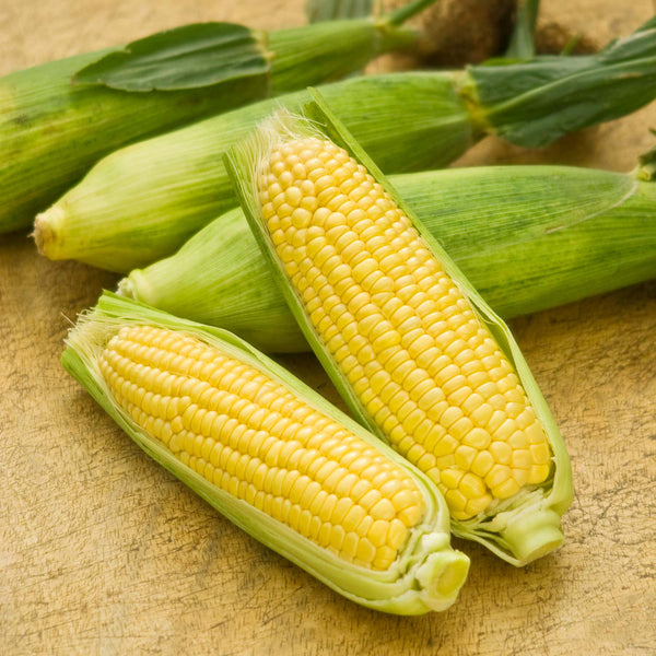 Sweetcorn Seeds 'Mirai Picnic' F1