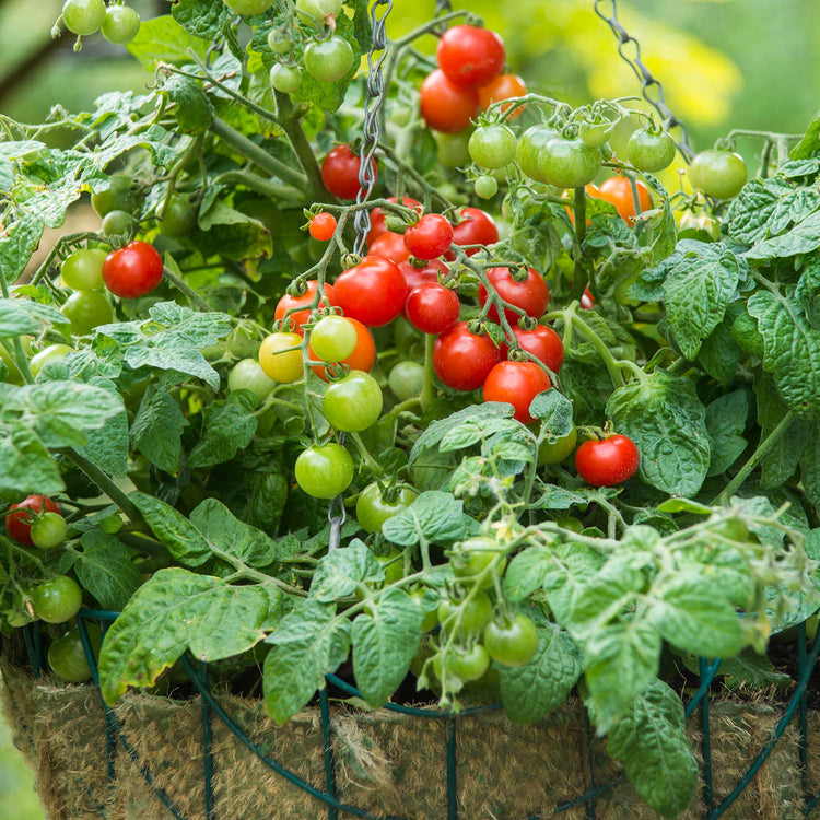 Bush Tomato Plant 'Bitonto'