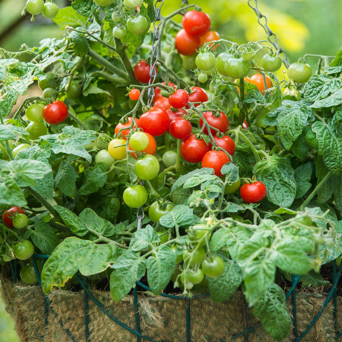 Tomato Seeds 'Cherry Bitonto' F1 | Buy Tomato Seeds Online | Tomato ...