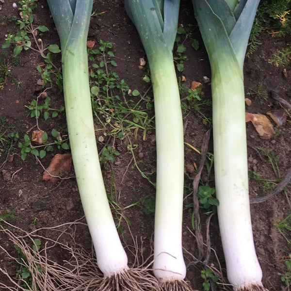 Leek Seeds 'Norwich' F1