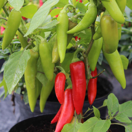 Chilli Pepper Seeds 'Sizzler'