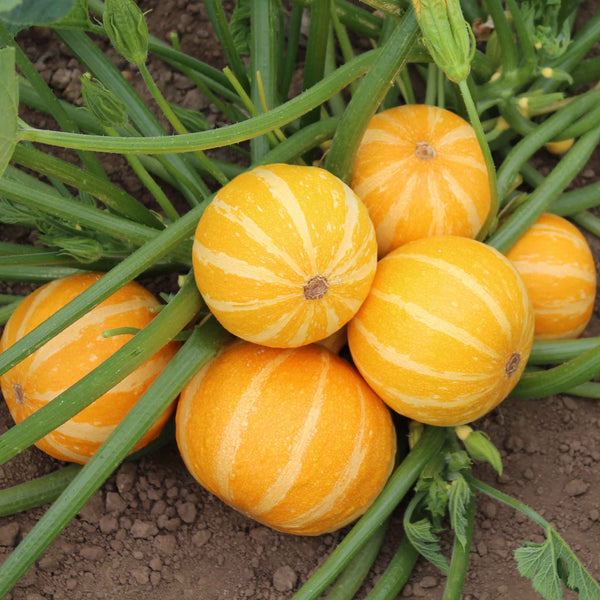 Courgette Seeds 'Summer Sun' F1