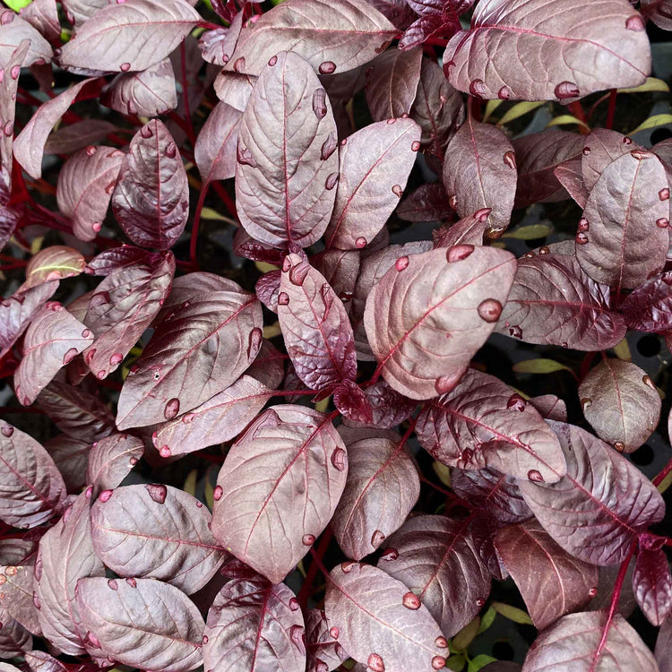 Amaranthus Seeds 'Red Aztec'