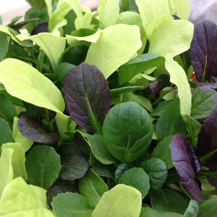 Pak Choi Seeds 'Colour Crunch Mix'