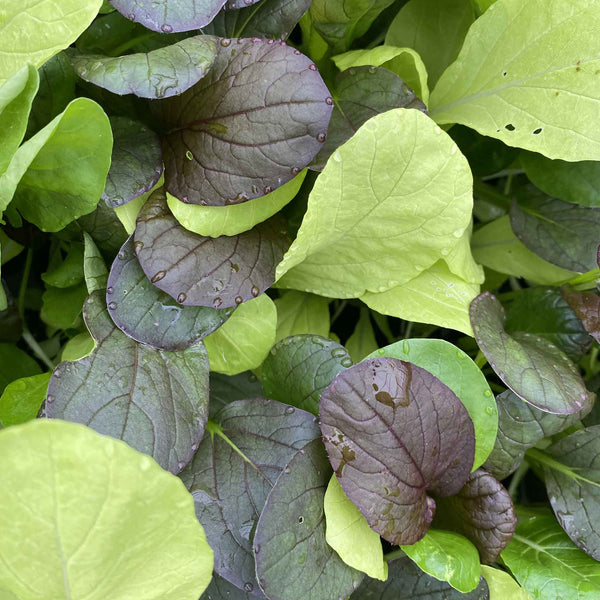 Pak Choi Seeds 'Colour Crunch Mix'