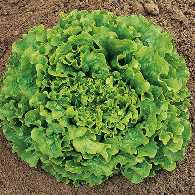 Lettuce' Batavia Caipira'