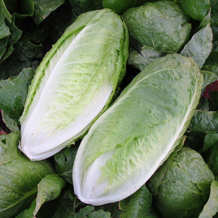 Lettuce Seeds 'Romaine Monterreal' 