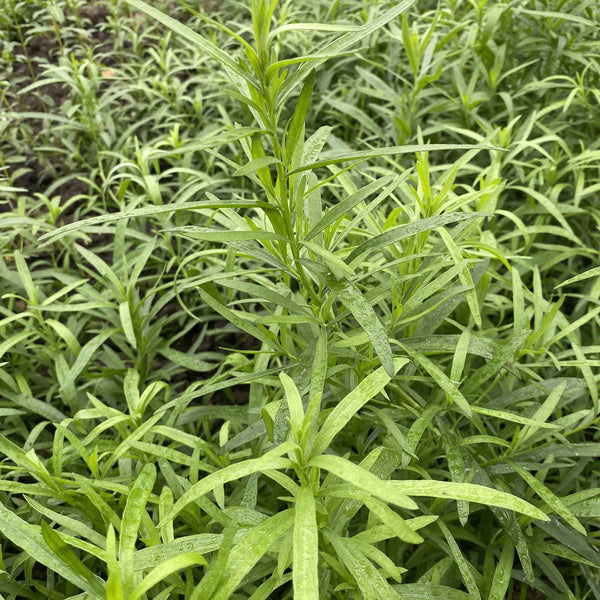 Tarragon Seeds