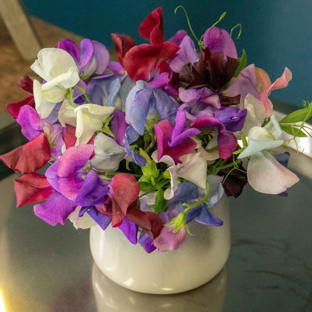 Sweet Pea Seeds 'Fairy Lights'