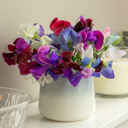 Sweet Pea Seeds 'Fairy Lights'