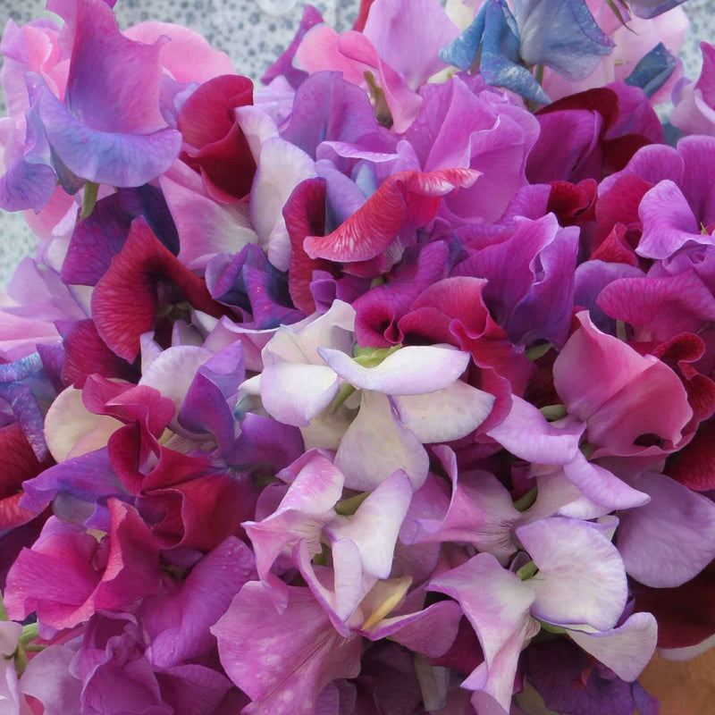 Sweet Pea Seeds 'Fairy Lights'