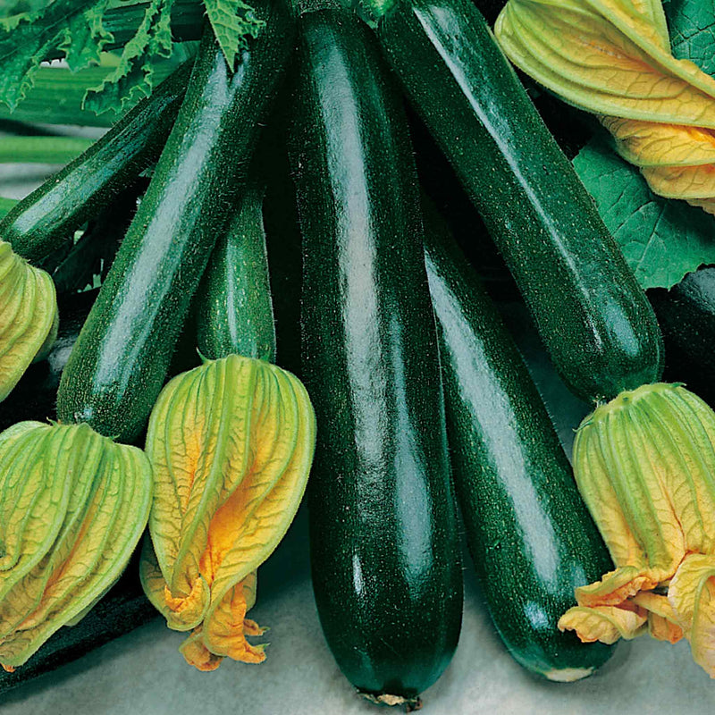 Organic Courgette Seeds 'Black Beauty'
