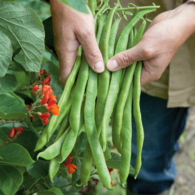 Runner Bean Seeds Organic 'Lady Di'