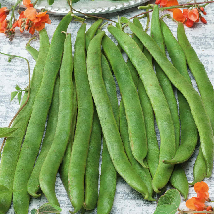 Runner Bean Seeds Organic 'Lady Di'