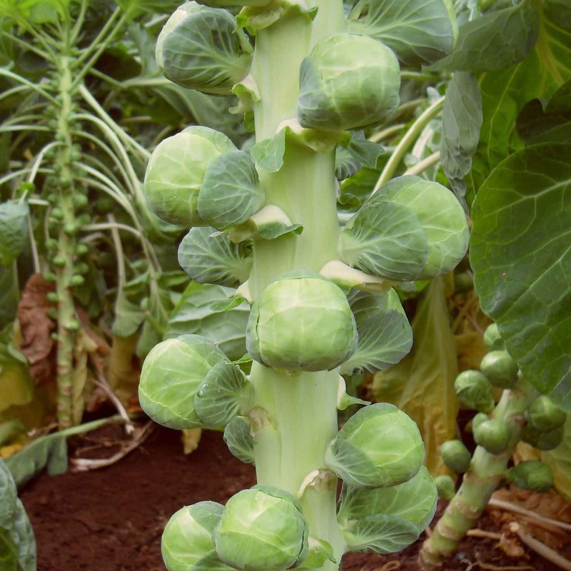 Organic Brussels Sprout Seeds 'Nautic' F1