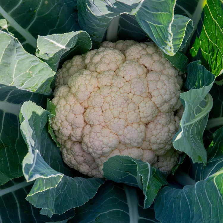 Organic Cauliflower Seeds 'Medallion' F1